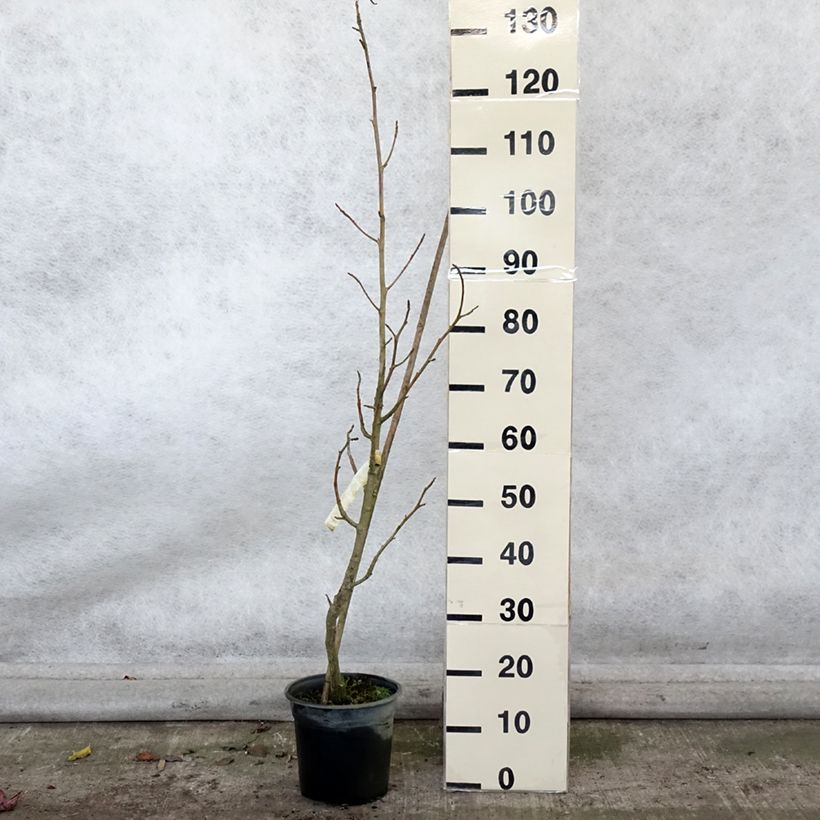 Esemplare di Liquidambar styraciflua Rotundiloba - Storace americano Vaso da 4L/5L come consegnato in autunno