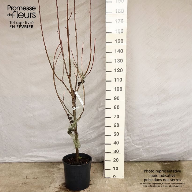Liquidambar styraciflua Worplesdon - Storace americano Vaso da 7,5L/10L esemplare consegnato in inverno