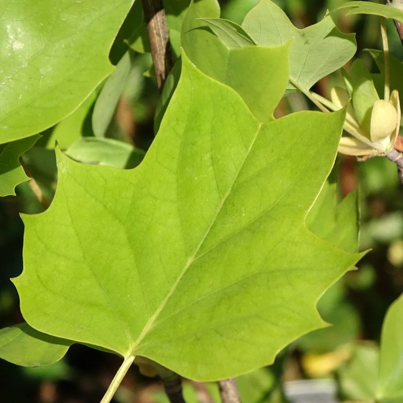 Liriodendron tulipifera Emerald City - Liriodendro (Fogliame)
