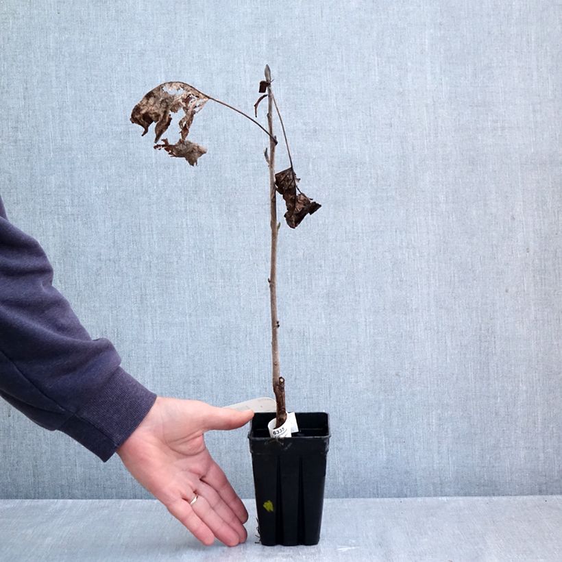 Esemplare di Liriodendron tulipifera Emerald City - Liriodendro Vaso da 1L/1,5L come consegnato in autunno