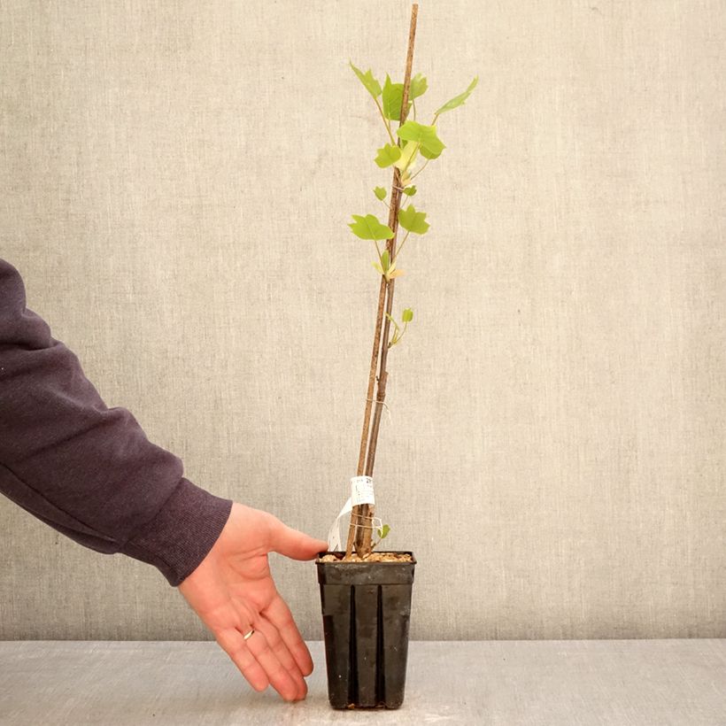 Liriodendron tulipifera Emerald City - Liriodendro Vaso da 1L/1,5L esemplare consegnato in primavera