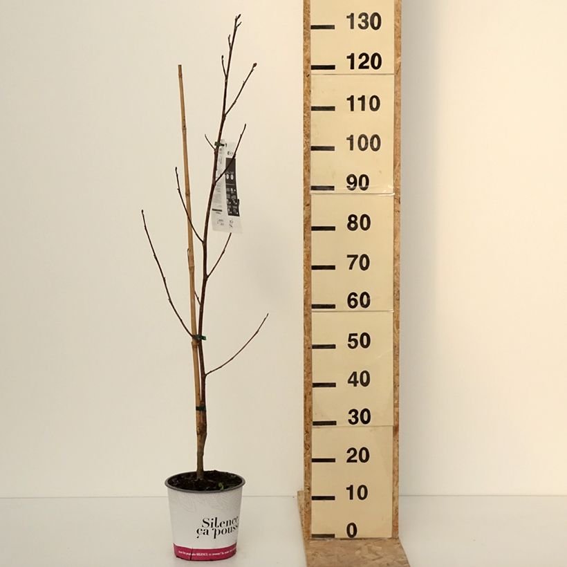 Liriodendron tulipifera Fastigiata - Liriodendro Vaso da 4L/5L esemplare consegnato in inverno