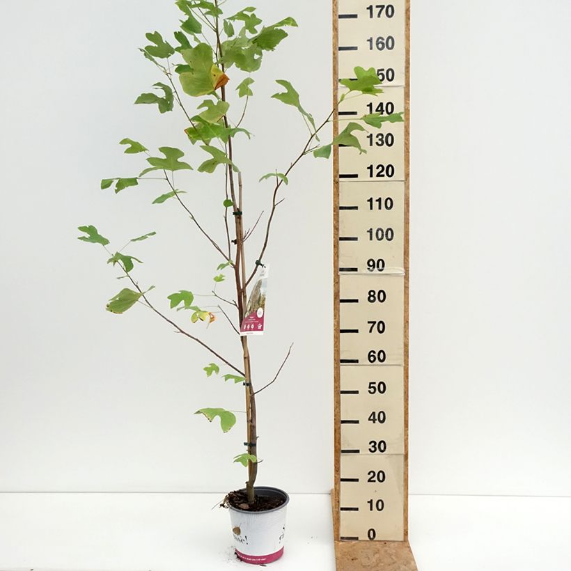 Esemplare di Liriodendron tulipifera Fastigiata - Liriodendro Vaso da 4L/5L, Vaso impalcato consegnato in estate