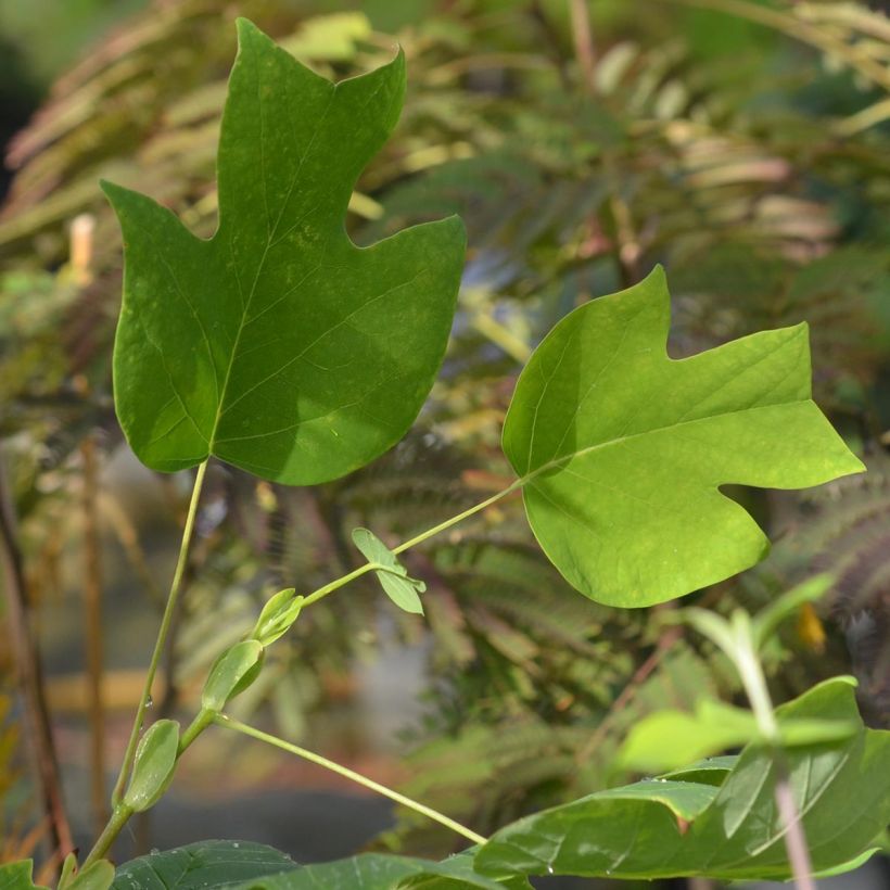Liriodendron tulipifera - Liriodendro (Fogliame)
