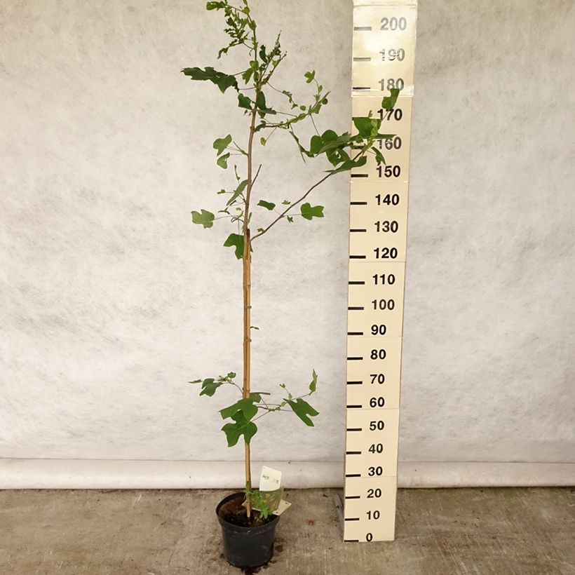 Esemplare di Liriodendron tulipifera - Liriodendro Vaso da 4L/5L consegnato in estate
