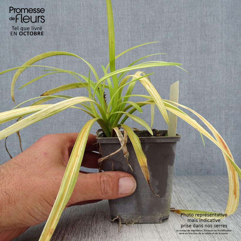 Esemplare di Liriope muscari Big Blue Vasetto da 8/9 cm come consegnato in autunno