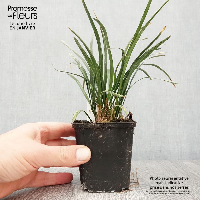 Liriope muscari Big Blue Vasetto da 8/9 cm esemplare consegnato in inverno