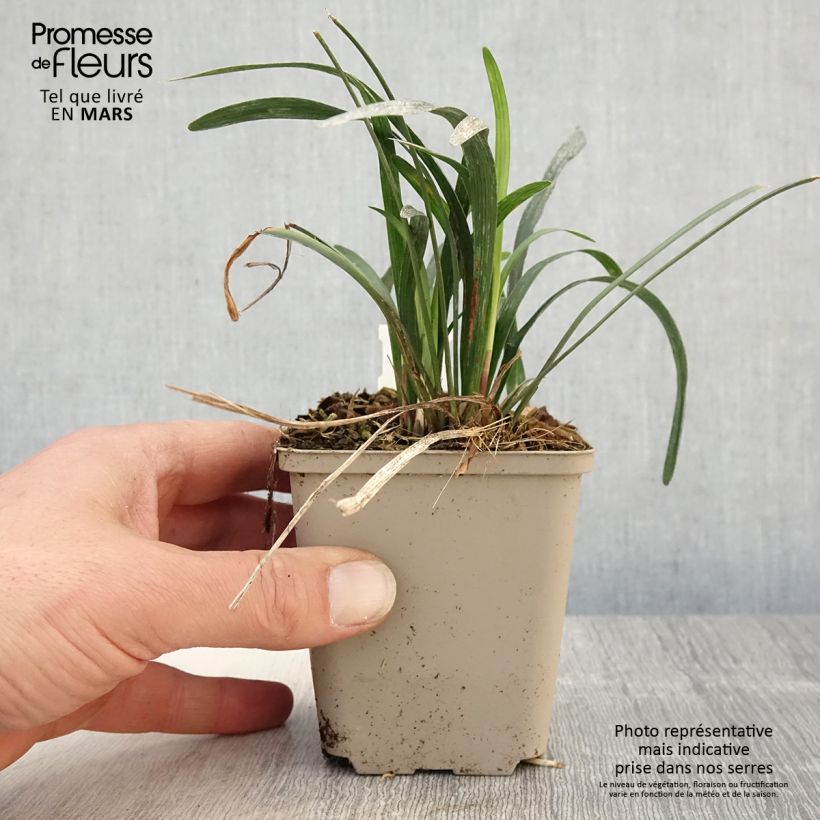 Liriope muscari Big Blue Vasetto da 8/9 cm esemplare consegnato in primavera