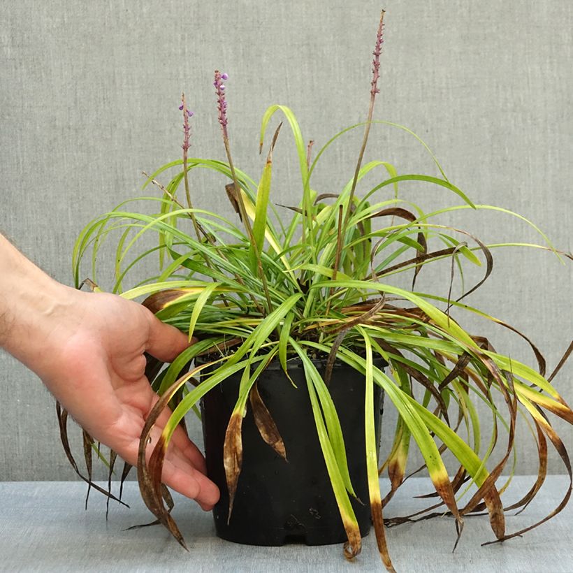 Esemplare di Liriope muscari Big Blue Vaso da 2L/3L come consegnato in autunno