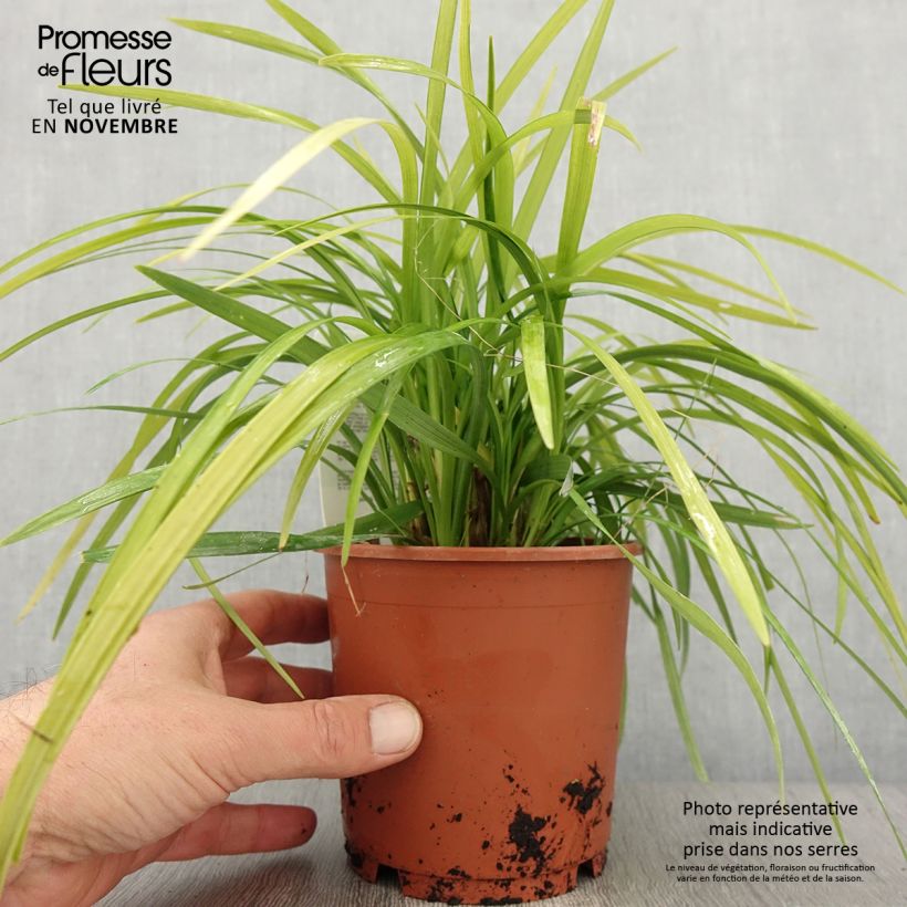 Esemplare di Liriope muscari Evergreen Giant Vaso da 1L/1,5L come consegnato in autunno