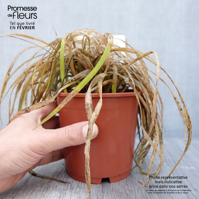 Liriope muscari Evergreen Giant Vaso da 1L/1,5L esemplare consegnato in inverno