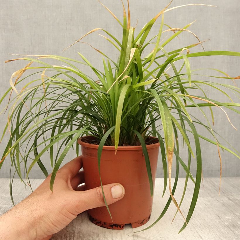 Liriope muscari Evergreen Giant Vaso da 1L/1,5L esemplare consegnato in primavera
