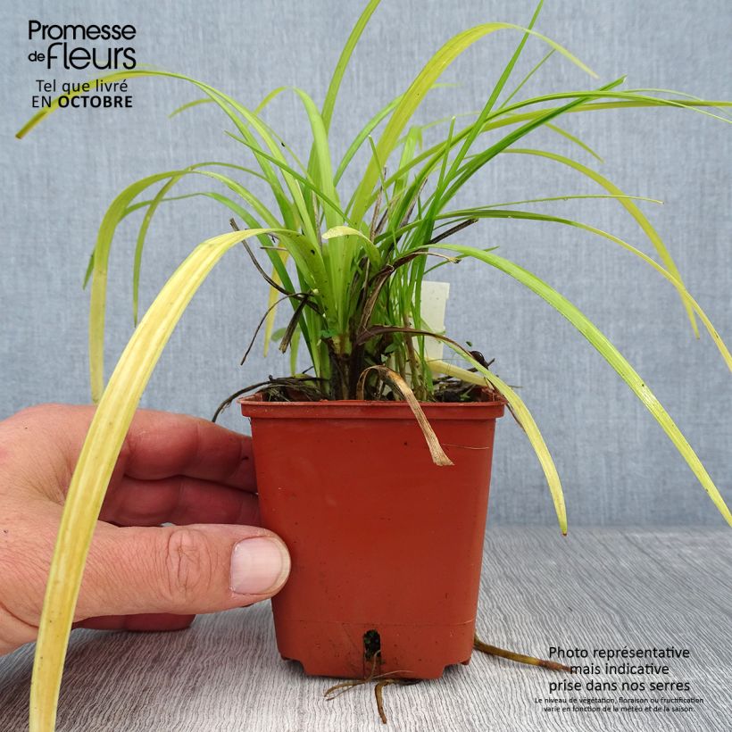 Esemplare di Liriope muscari Evergreen Giant Vasetto da 8/9 cm come consegnato in autunno
