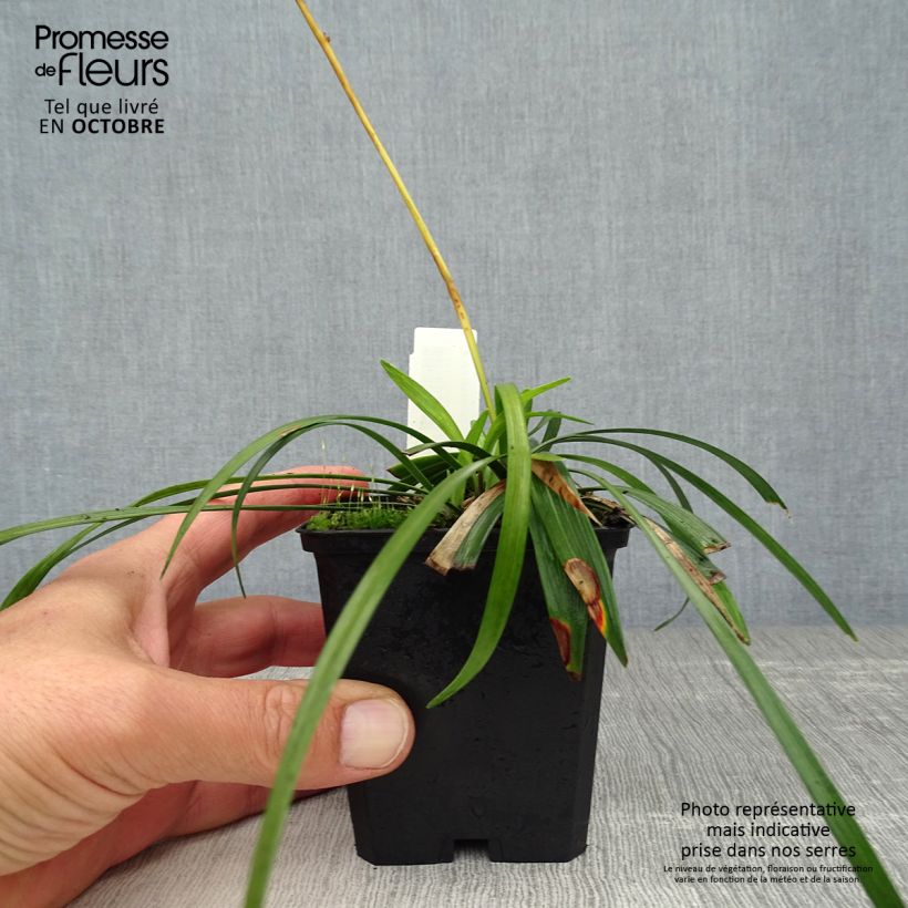Esemplare di Liriope muscari Ingwersen Vasetto da 8/9 cm come consegnato in autunno