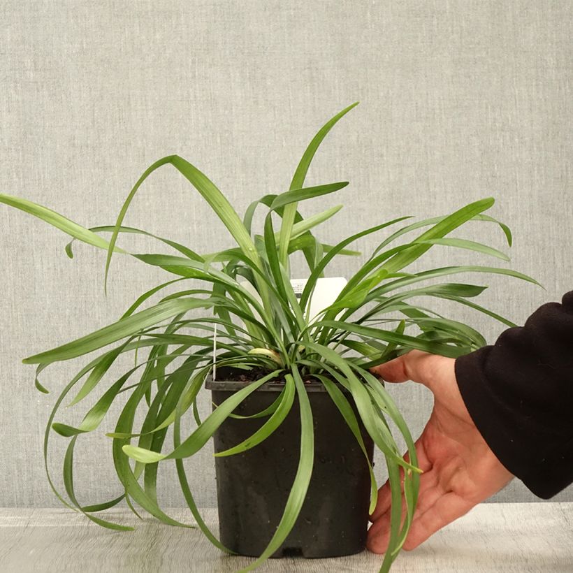 Esemplare di Liriope muscari Monroe White Vaso da 2L/3L come consegnato in autunno