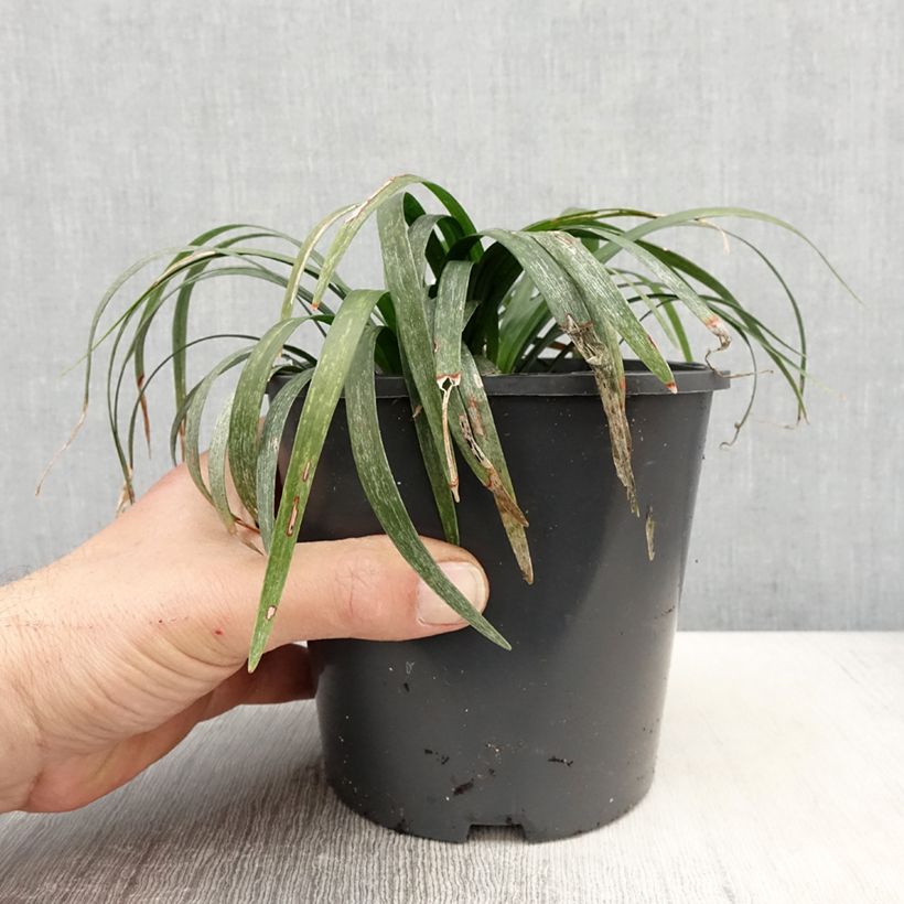 Liriope muscari Monroe White Vaso da 2L/3L esemplare consegnato in primavera