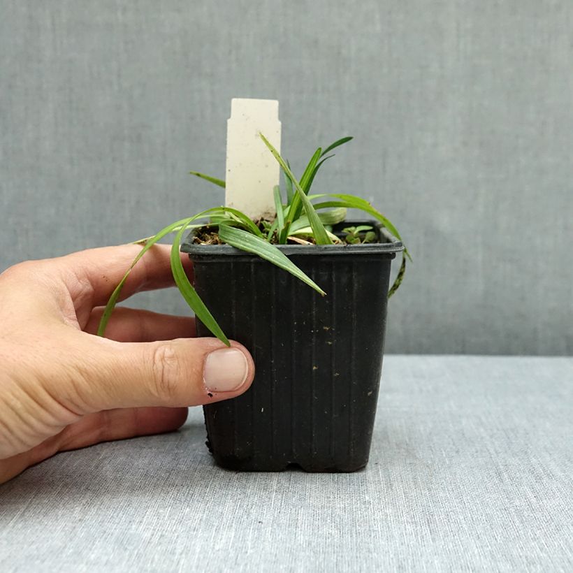 Esemplare di Liriope muscari Okina Vasetto da 8/9 cm come consegnato in autunno