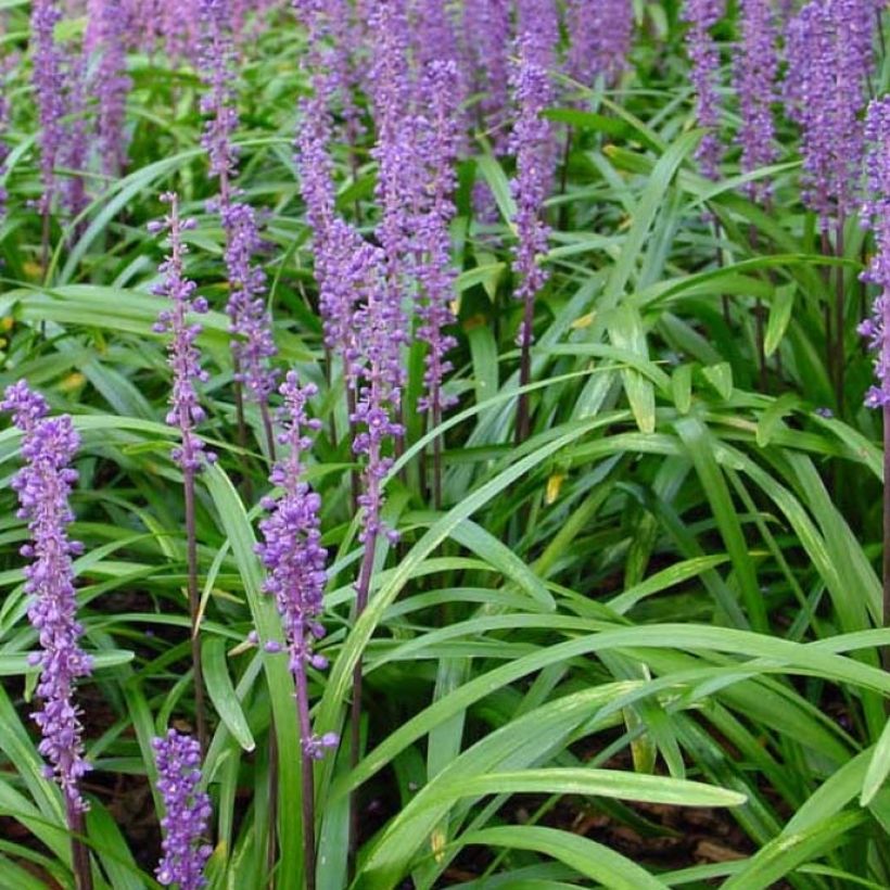 Liriope muscari Royal Purple (Fogliame)