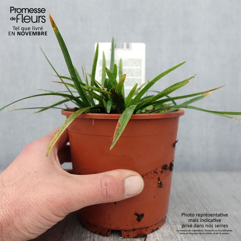 Esemplare di Liriope muscari Royal Purple Vaso da 1L/1,5L come consegnato in autunno