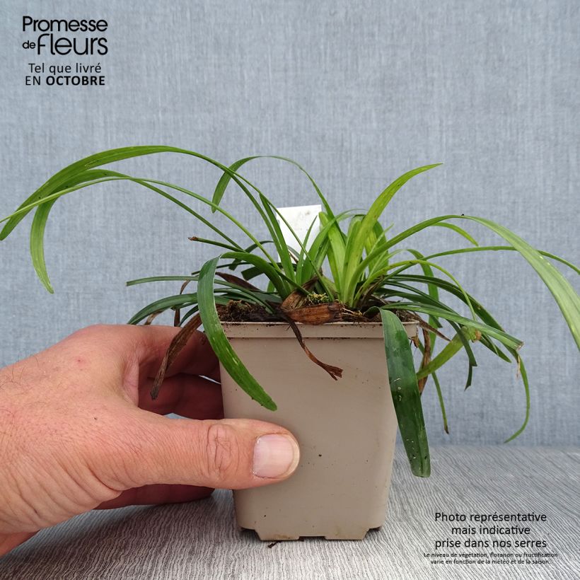 Esemplare di Liriope muscari Royal Purple Vasetto da 8/9 cm come consegnato in autunno