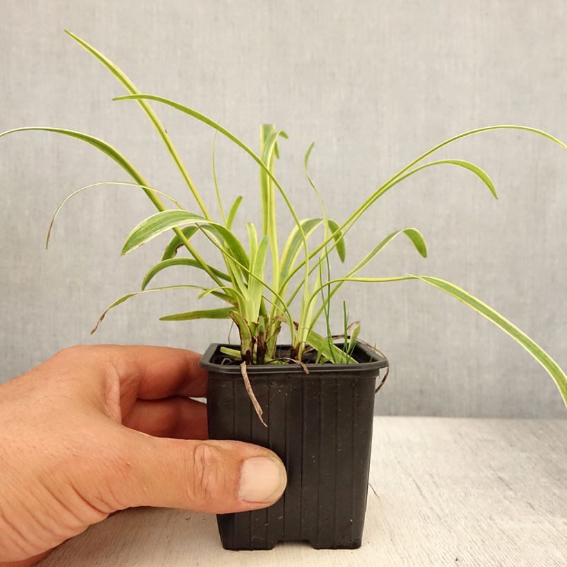 Esemplare di Liriope muscari Silvery Sunproof Vasetto da 8/9 cm consegnato in estate