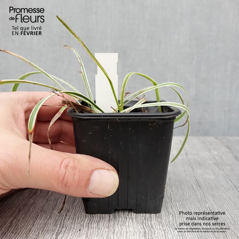 Liriope muscari Silvery Sunproof Vasetto da 8/9 cm esemplare consegnato in inverno