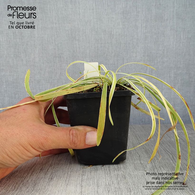 Esemplare di Liriope muscari Variegata Vasetto da 8/9 cm come consegnato in autunno