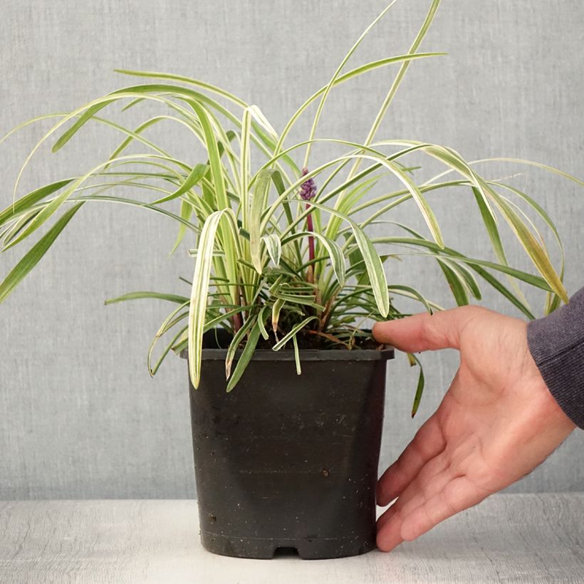 Esemplare di Liriope muscari Variegata Vaso da 2L/3L consegnato in estate