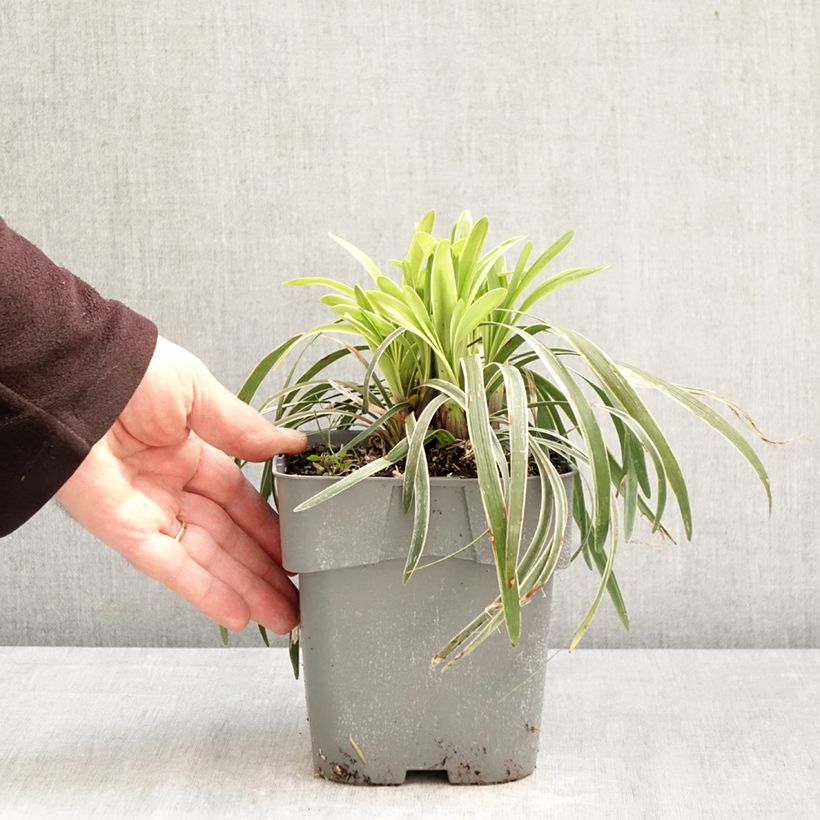 Liriope muscari Variegata Vaso da 2L/3L esemplare consegnato in primavera
