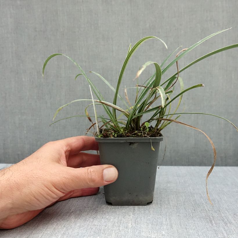 Esemplare di Liriope spicata Silver Dragon Vasetto da 8/9 cm come consegnato in autunno
