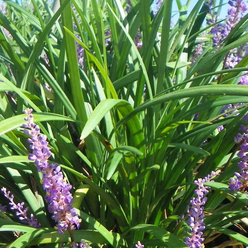 Liriope muscari Super Blue (Fogliame)