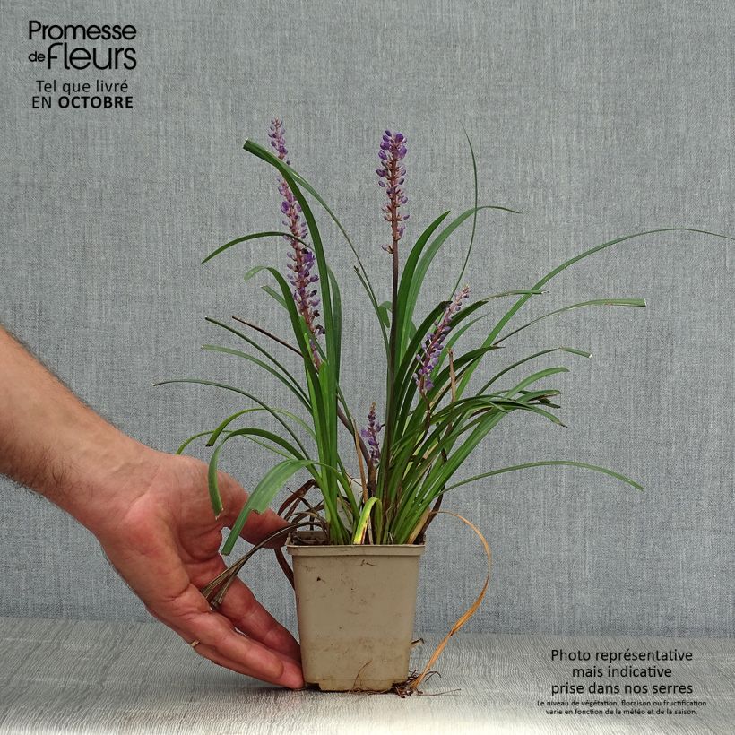 Esemplare di Liriope muscari Super Blue Vasetto da 8/9 cm come consegnato in autunno