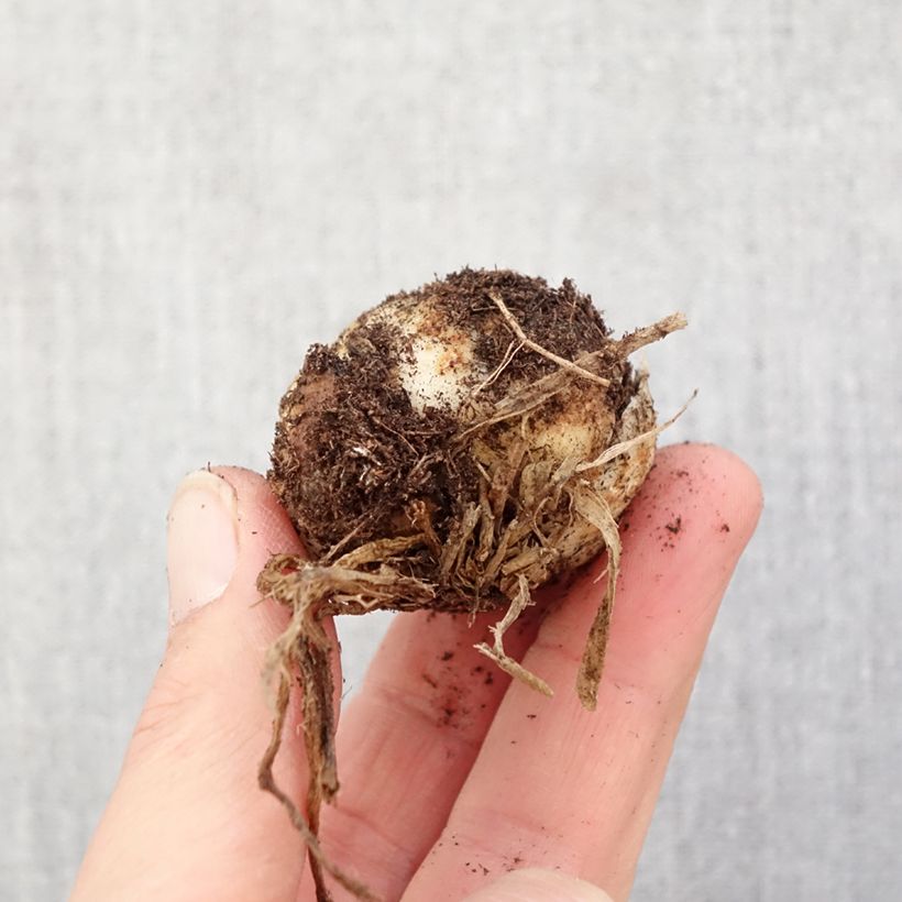 Giglio asiatico  a fiori doppiHulk Bulbo taglia 16/18 esemplare consegnato in primavera