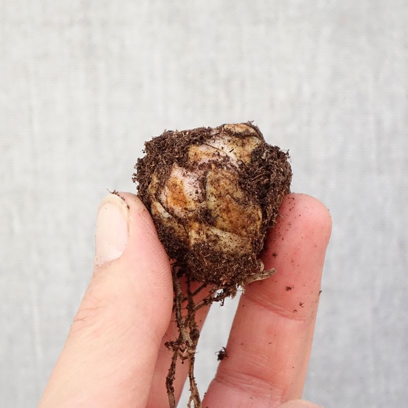 Giglio asiatico Forever Linda Bulbo taglia 16/18 esemplare consegnato in primavera