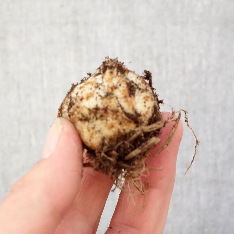 Giglio asiatico Gwen - Lys nain pour pot Bulbo taglia 14+ esemplare consegnato in primavera