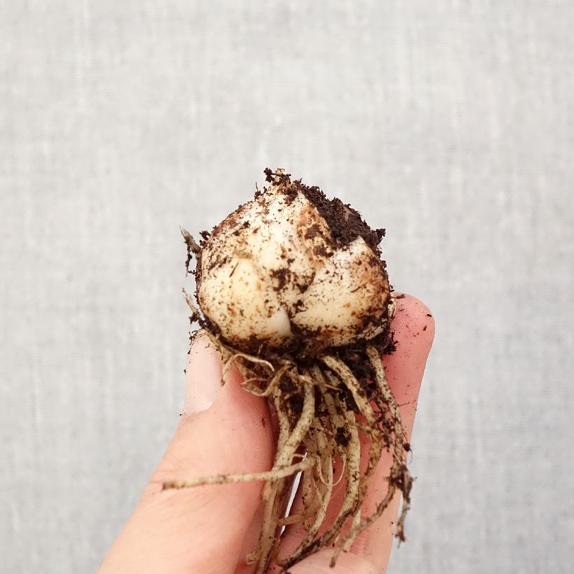 Giglio asiatico Pearl Loraine Bulbo taglia 14/16 esemplare consegnato in primavera