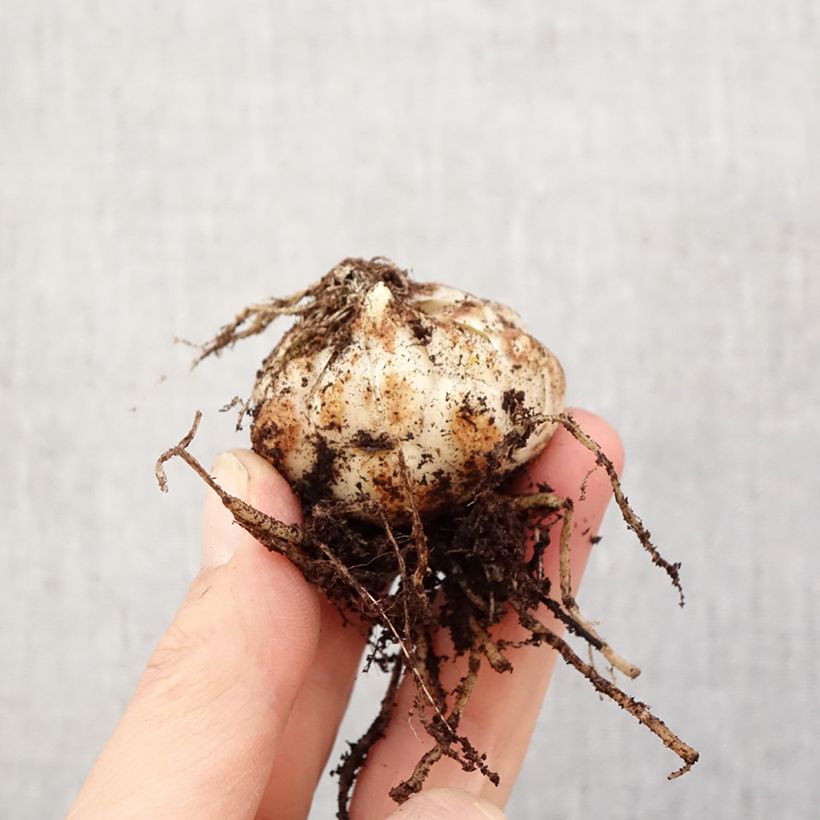 Giglio orientale Rozalynn Bulbo taglia 14/16 esemplare consegnato in primavera