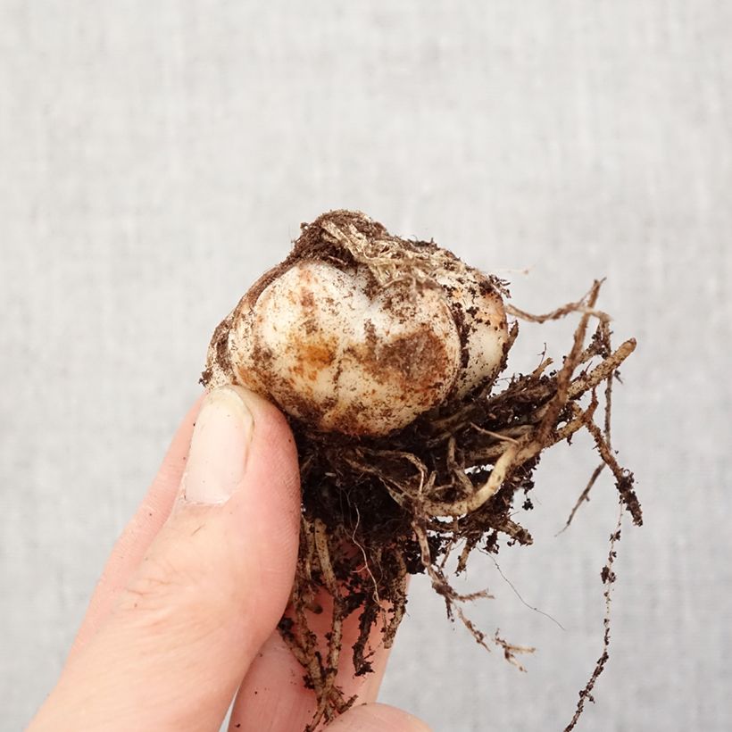 Giglio asiatico Tresor Bulbo taglia 14/16 esemplare consegnato in primavera