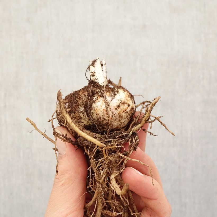 Giglio asiatico Calabria Bulbo taglia 14/16 esemplare consegnato in primavera