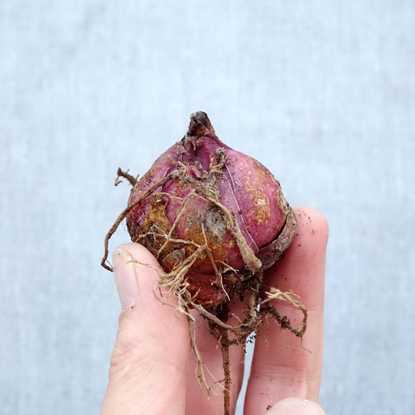 Giglio a tromba ibrido Catina Bulbo taglia 16/18 esemplare consegnato in primavera