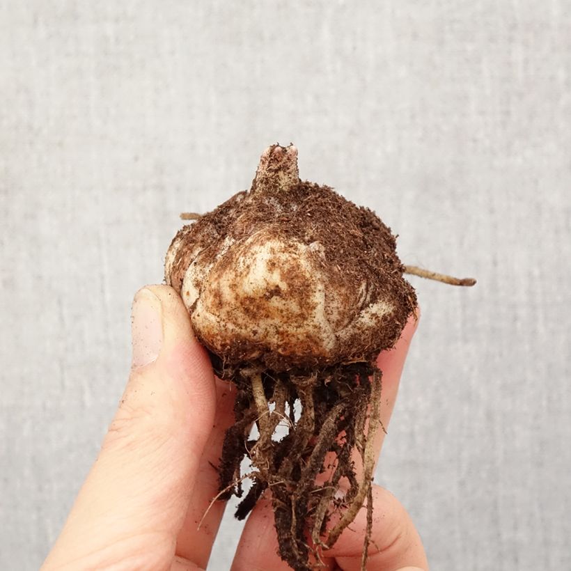 Giglio asiatico El Divo Bulbo taglia 18/20 esemplare consegnato in primavera