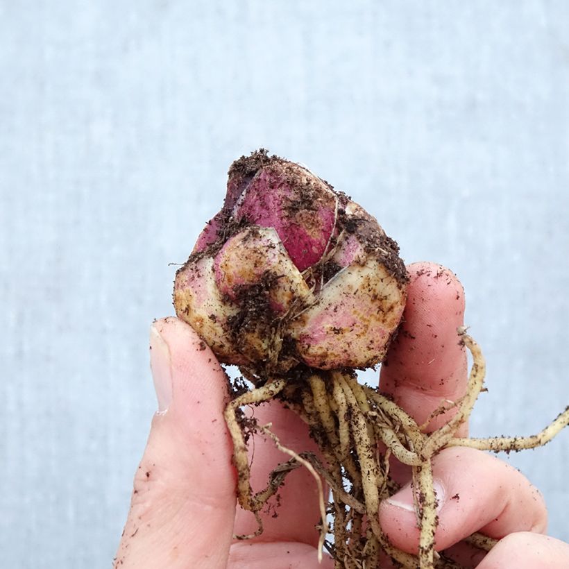 Giglio orientale ibrido Empoli Bulbo taglia 16+ esemplare consegnato in primavera