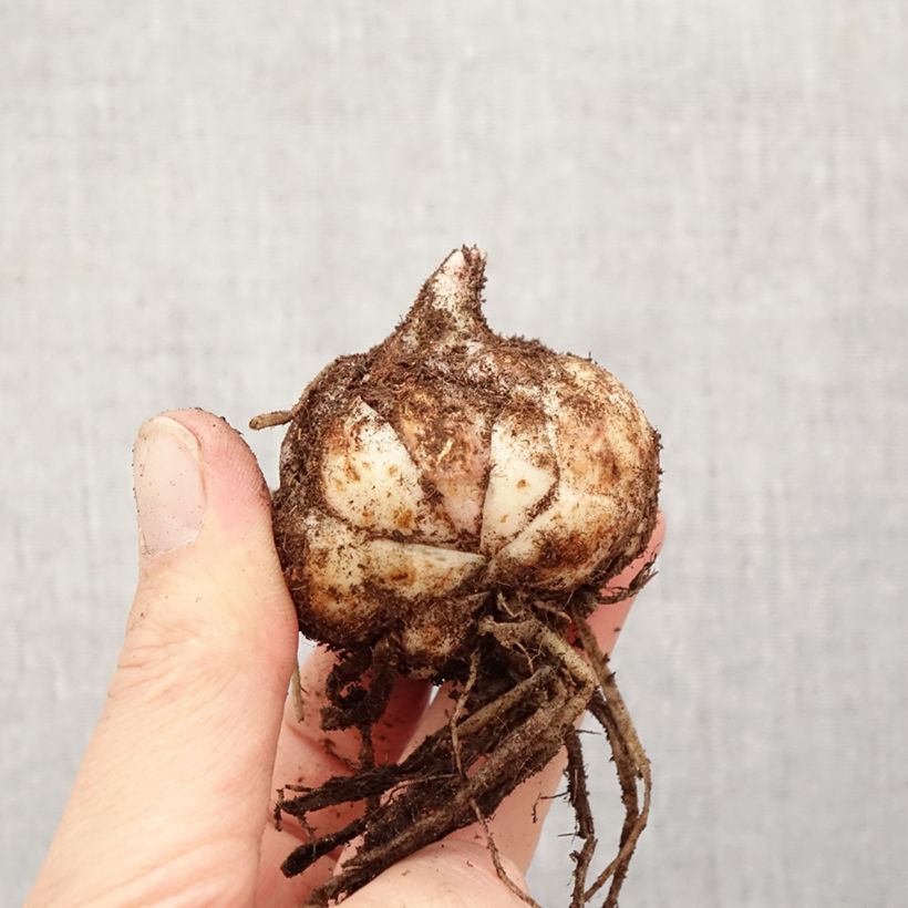 Giglio asiaticoEyeliner Bulbo taglia 18/20 esemplare consegnato in primavera