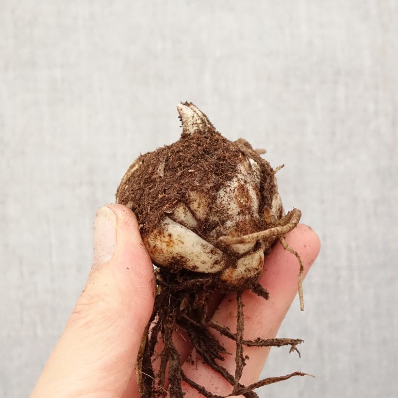 Giglio asiatico Foxley Bulbo taglia 18/20 esemplare consegnato in primavera