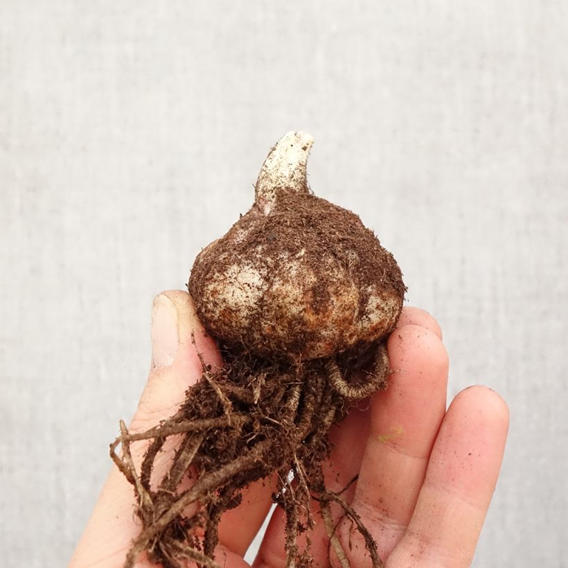 Lis hybride Longwood (Groupe Longiflorum/Asiatique) Bulbe esemplare consegnato in primavera