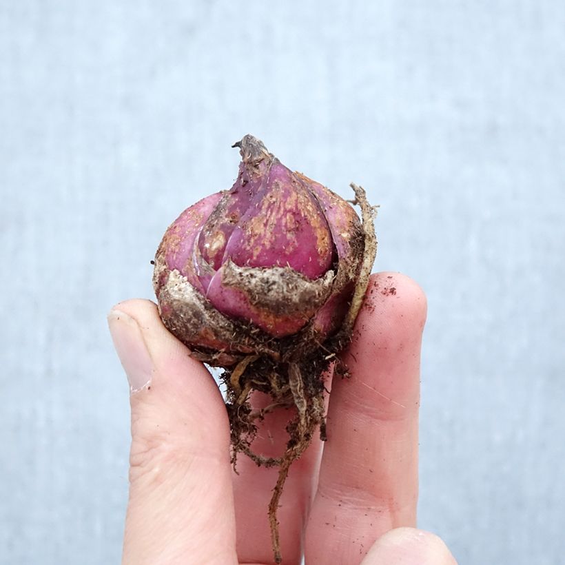 Giglio orientale ibrido Casablanca Bulbo taglia 16/18 esemplare consegnato in primavera