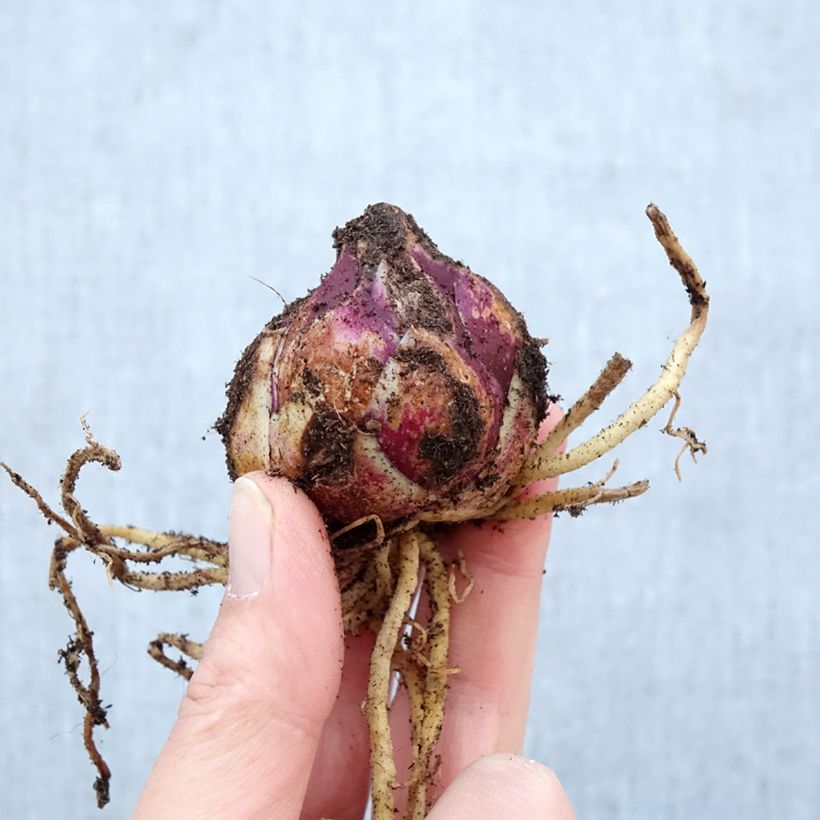 Giglio orientale ibrido Purple Prince Bulbo taglia 16+ esemplare consegnato in primavera