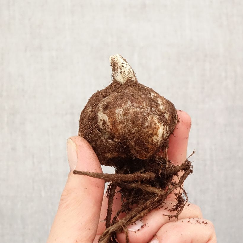 Giglio asiatico Richmond Bulbo taglia 18/20 esemplare consegnato in primavera