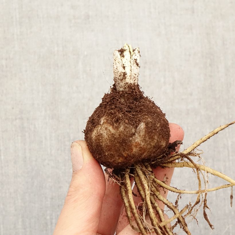 Giglio asiatico ibrido Sweet Zanica Bulbo taglia 18/20 esemplare consegnato in primavera