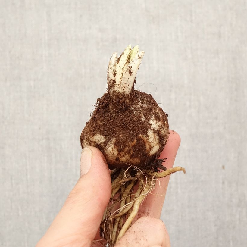 Giglio asiatico Trebbiano Gerrit Zalm Bulbo taglia 18/20 esemplare consegnato in primavera